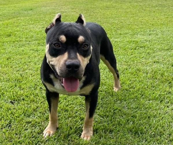 Medium Photo #1  Breeder Profile in ANGIE, LA, USA