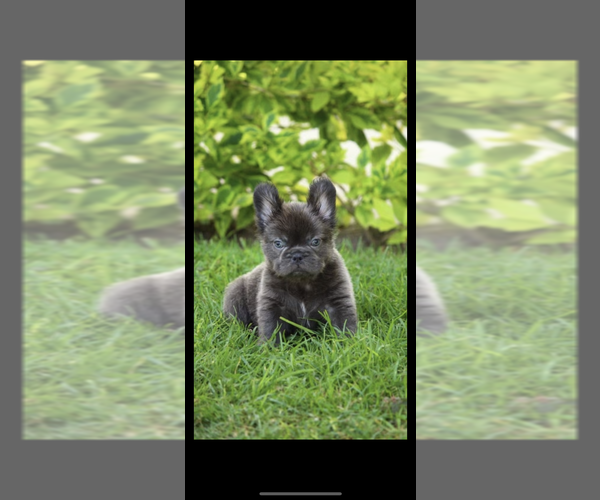 Medium Photo #1  Breeder Profile in RANDLEMAN, NC, USA