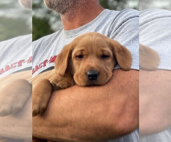 Medium Photo #3  Breeder Profile in BALATON, MN, USA