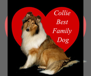 Collie Dog Breeder near ALTURAS, CA, USA
