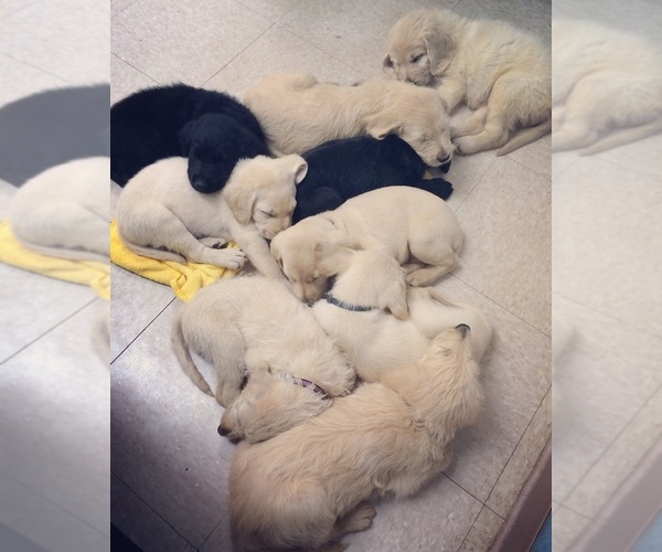 Medium Photo #1  Breeder Profile in KANEOHE, HI, USA