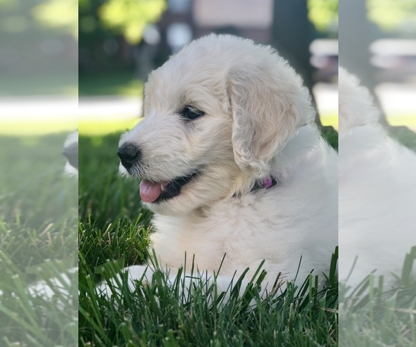 Medium Photo #1  Breeder Profile in DRY RIDGE, KY, USA