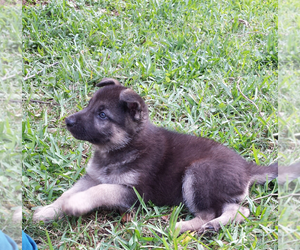 German Shepherd Dog Dog Breeder near CONROE, TX, USA
