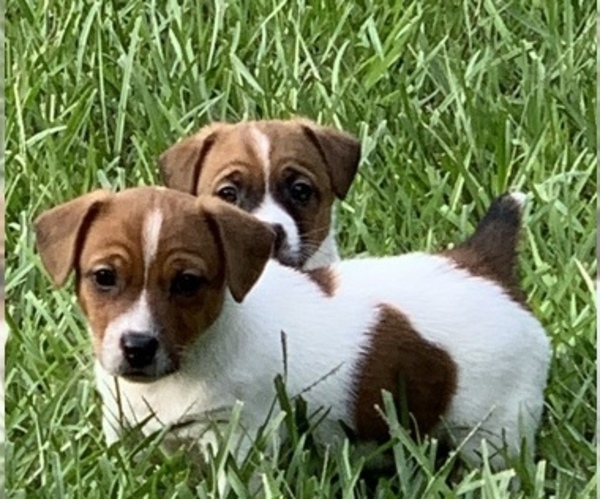Medium Photo #1  Breeder Profile in ANDERSON, SC, USA