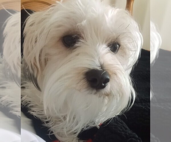 Medium Photo #1  Breeder Profile in SHIRLEY, MA, USA