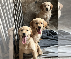 Golden Retriever Dog Breeder near WEBSTER, WI, USA
