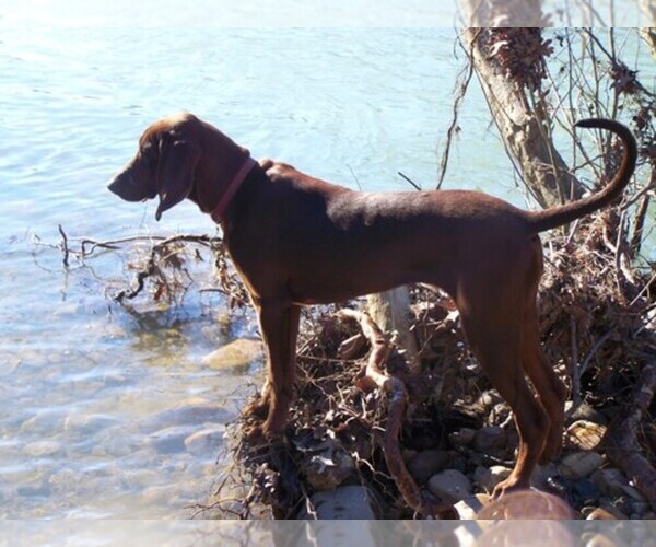 Medium Photo #1  Breeder Profile in SMITHVILLE, OK, USA