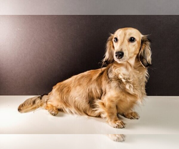 Medium Photo #1  Breeder Profile in BROOKLYN, NY, USA