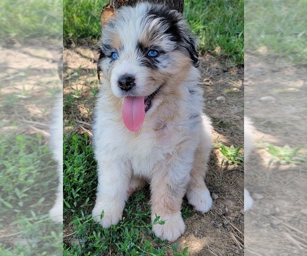 Medium Photo #1  Breeder Profile in NORTH VERNON, IN, USA