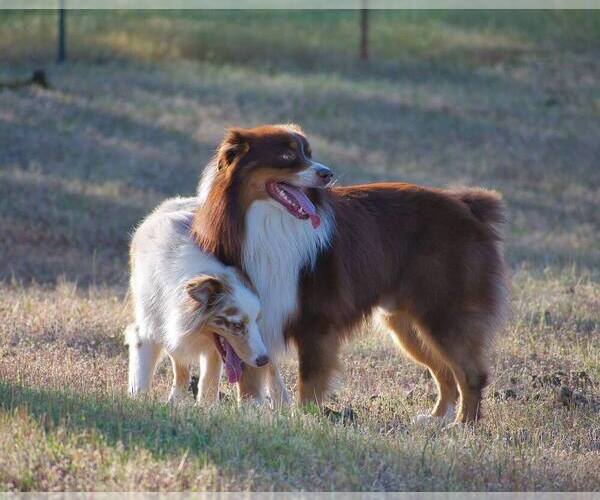 Medium Photo #1  Breeder Profile in RED BLUFF, CA, USA