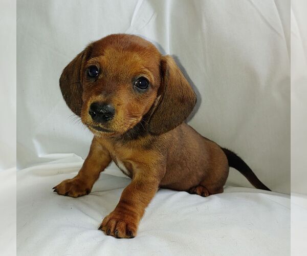 Medium Photo #1  Breeder Profile in KUNA, ID, USA