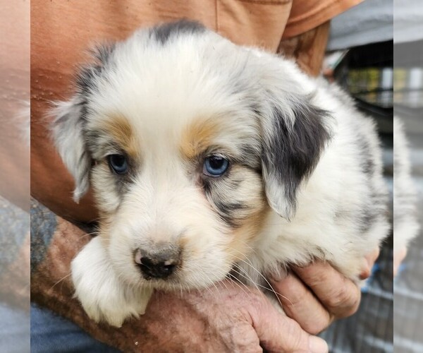 Medium Photo #6  Breeder Profile in ROSEBURG, OR, USA