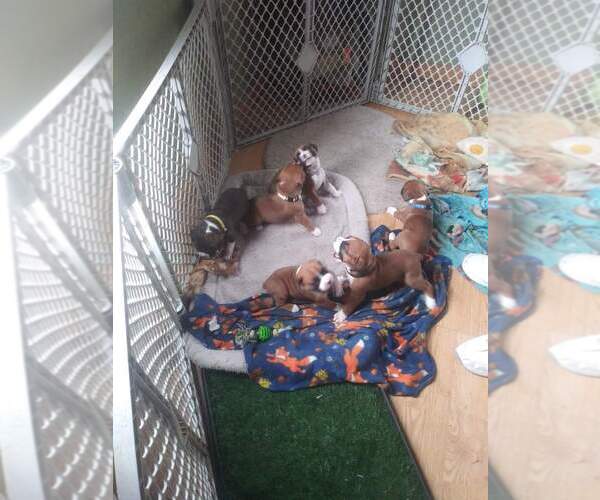 Medium Photo #1  Breeder Profile in ELGIN, MN, USA