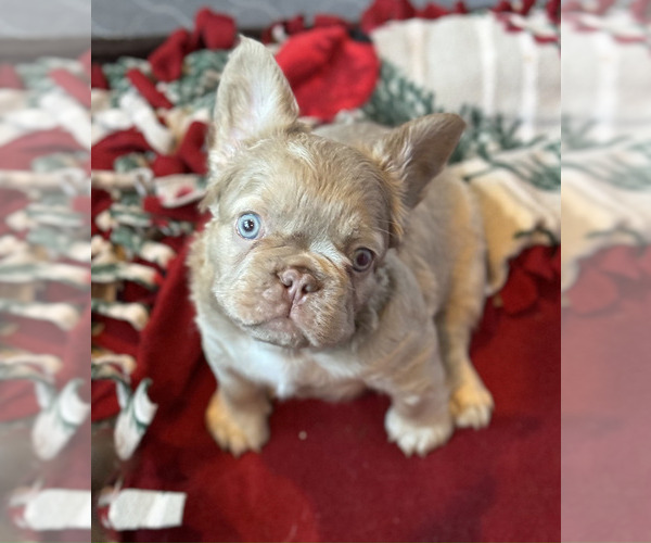 Medium Photo #2  Breeder Profile in LINCOLN, CA, USA