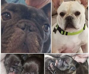 Main photo of Bulldog Dog Breeder near OLIVE BRANCH, MS, USA