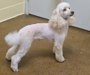 Poodle (Miniature) Dog Breeder near UNADILLA, NY, USA