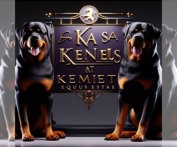 Medium Photo #10  Breeder Profile in BAHAMA, NC, USA