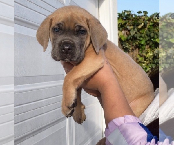 Medium Photo #1  Breeder Profile in MONTCLAIR, CA, USA