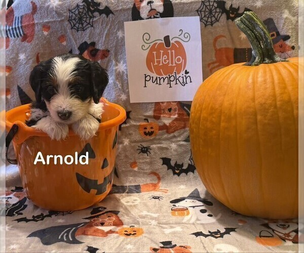 Medium Photo #2  Breeder Profile in KINGSPORT, TN, USA