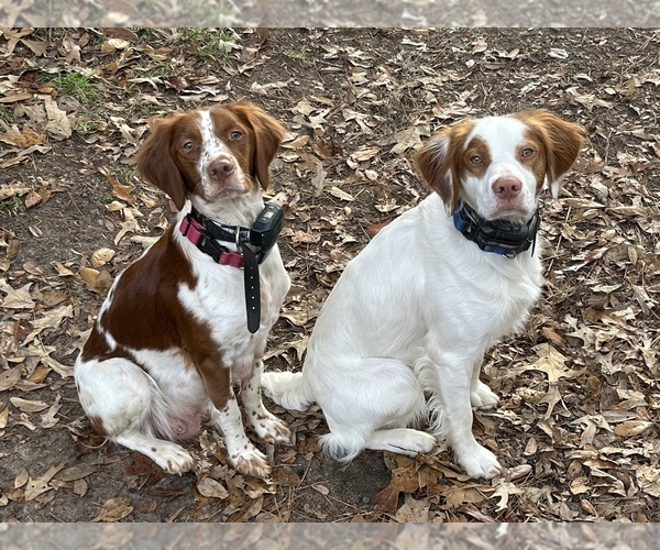 Medium Photo #1  Breeder Profile in PELHAM, GA, USA