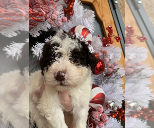 Medium Photo #54  Breeder Profile in YUBA CITY, CA, USA