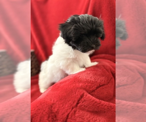 Medium Photo #4  Breeder Profile in DANVILLE, AR, USA