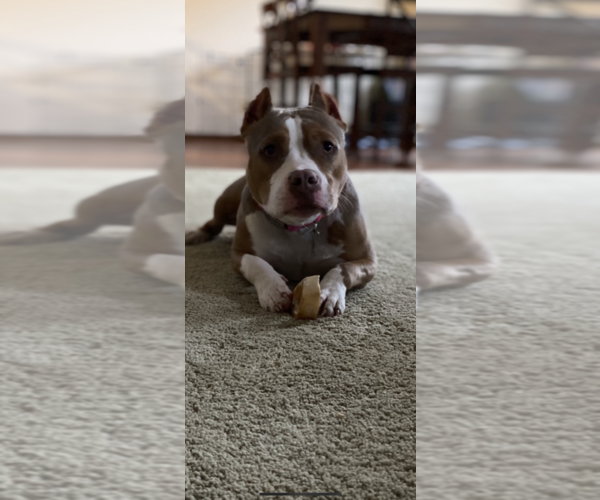 Medium Photo #1  Breeder Profile in SAINT CHARLES, MO, USA