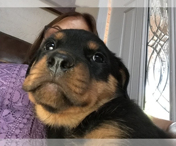 Medium Photo #56  Breeder Profile in OAK GLEN, CA, USA
