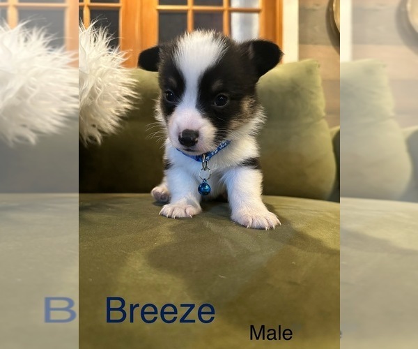 Medium Photo #9  Breeder Profile in PERKINSVILLE, VT, USA