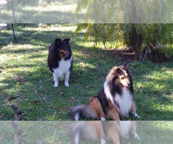 Medium Photo #1  Breeder Profile in DAYTONA BEACH, FL, USA