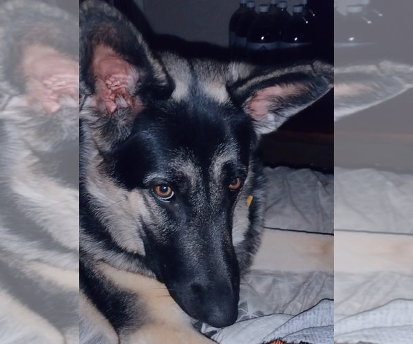 Medium Photo #1  Breeder Profile in SAINT LOUIS, MO, USA