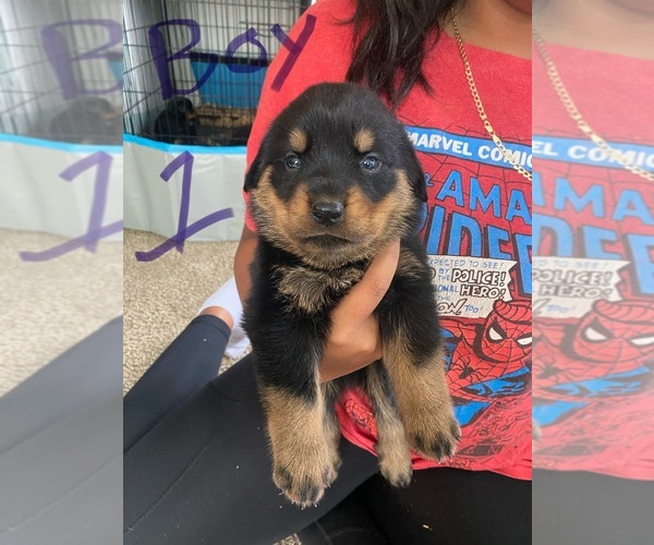 Medium Photo #30  Breeder Profile in TOMS RIVER, NJ, USA