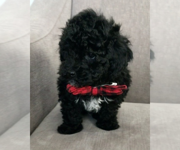 Medium Photo #1  Breeder Profile in ROGERS, MN, USA
