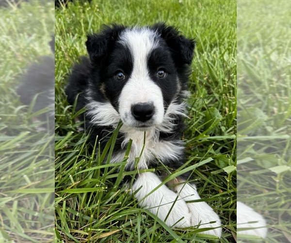 Medium Photo #16  Breeder Profile in SWANNANOA, NC, USA
