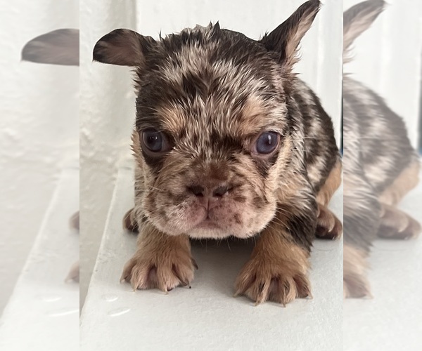 Medium Photo #3  Breeder Profile in AKRON, OH, USA