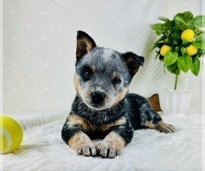 Cavapoo (Standard) Dog Breeder near GREENFIELD, IN, USA