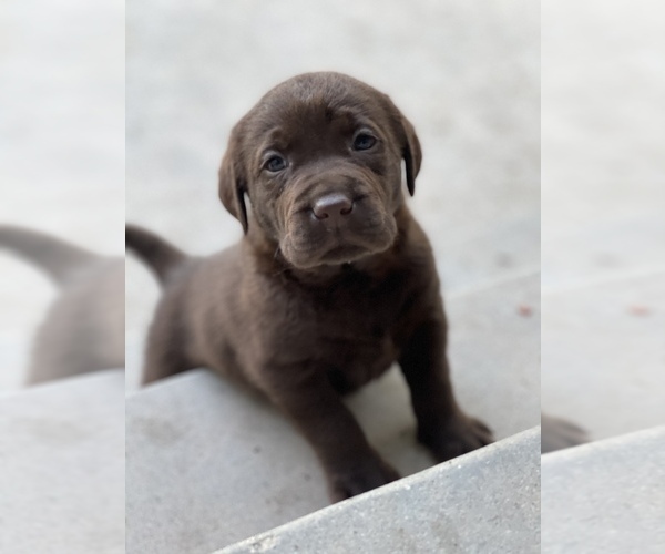 Medium Photo #1  Breeder Profile in BERENDA, CA, USA