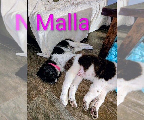 Medium Photo #12  Breeder Profile in LAS VEGAS, NV, USA