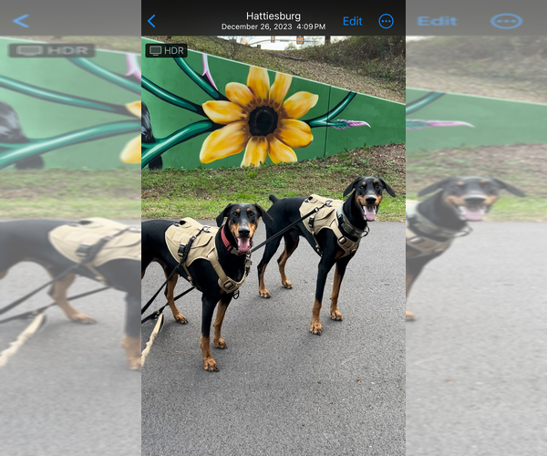 Medium Photo #1  Breeder Profile in HATTIESBURG, MS, USA