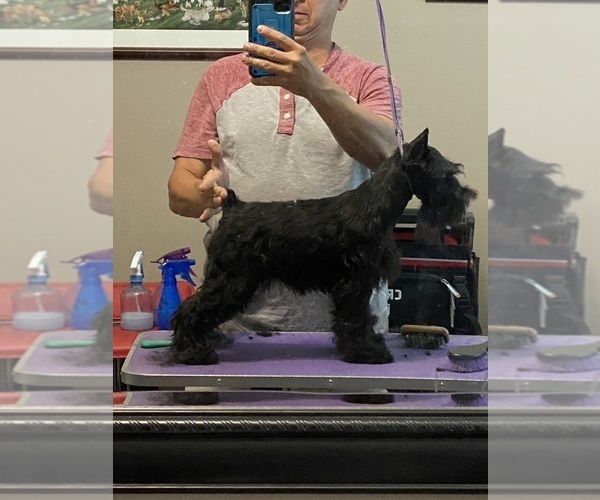 Medium Photo #2  Breeder Profile in CLERMONT, FL, USA