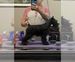 Small #1 Breeder Profile image