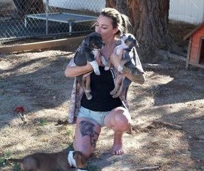 American Bully Dog Breeder near TEMECULA, CA, USA