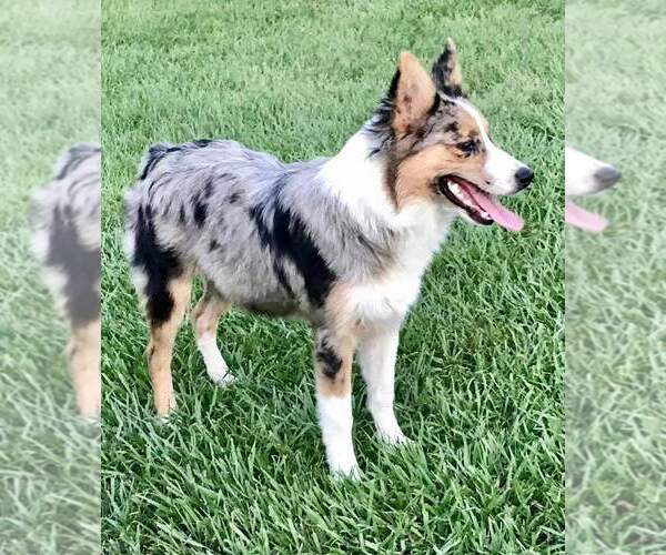 Medium Photo #100  Breeder Profile in HOMERVILLE, GA, USA