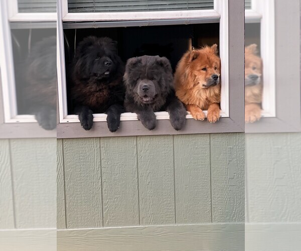 Medium Photo #1  Breeder Profile in SUN VALLEY, NV, USA