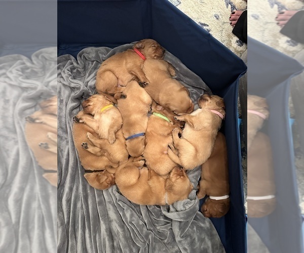 Medium Photo #1  Breeder Profile in SHINGLE SPRINGS, CA, USA