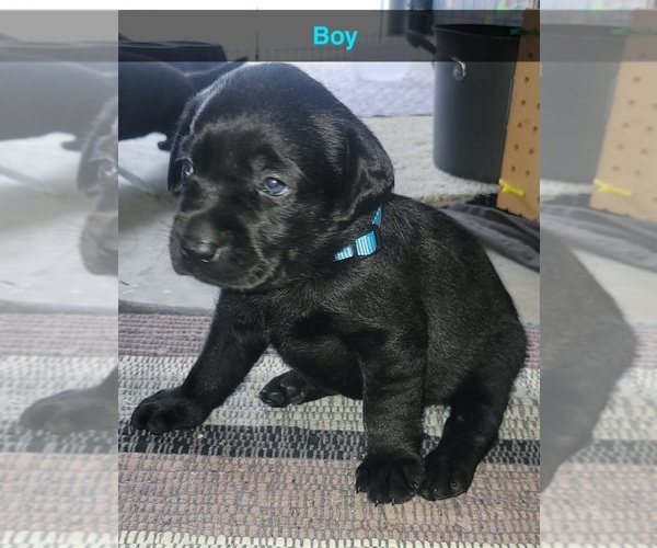 Medium Photo #1  Breeder Profile in CHERRYVILLE, NC, USA