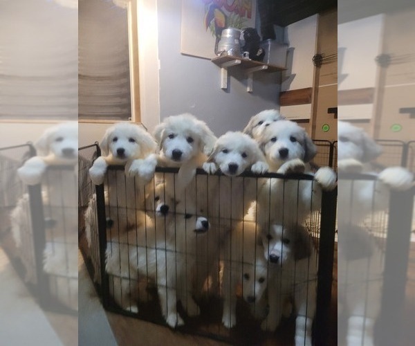 Medium Photo #1  Breeder Profile in FOUNTAIN, CO, USA