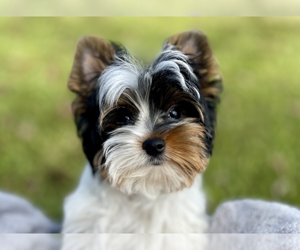 Medium Photo #1  Breeder Profile in HUFFMAN, TX, USA