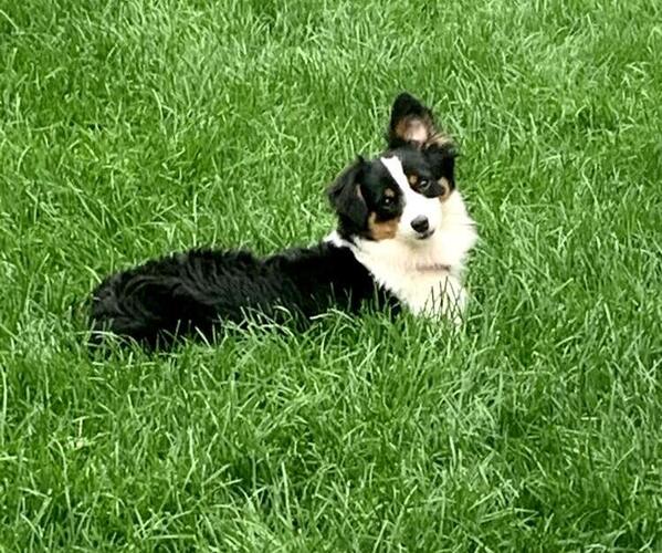 Medium Photo #1  Breeder Profile in AURORA, CO, USA