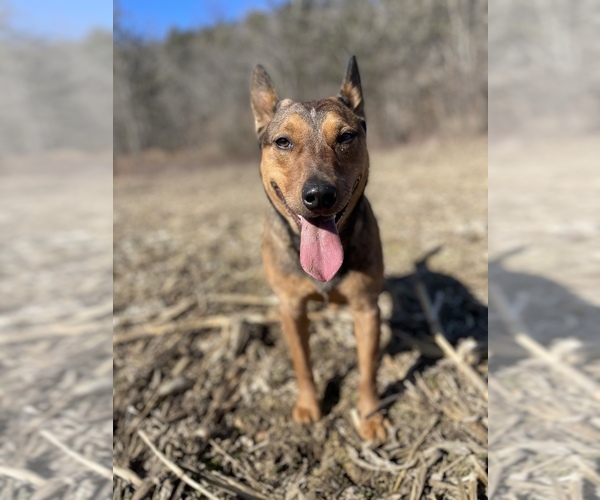 Medium Photo #1  Breeder Profile in EFFORT, PA, USA